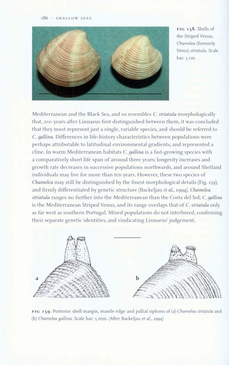 Shallow Seas 8 Shallow Seas - Image 6