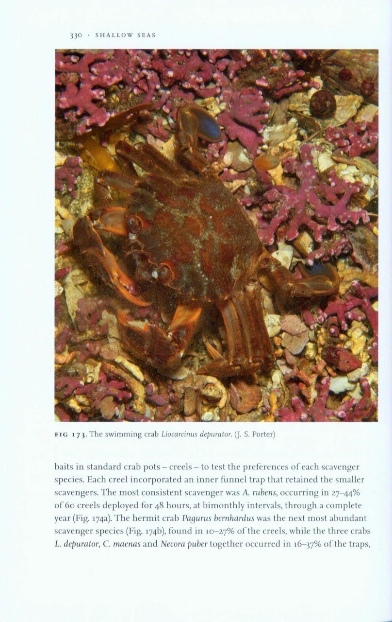 Shallow Seas 9 Shallow Seas - Image 7