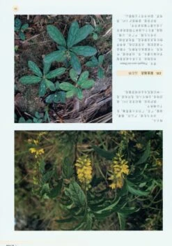 Rare Plants Of China [Chinese] -Wildlife Professional Books 179097 4