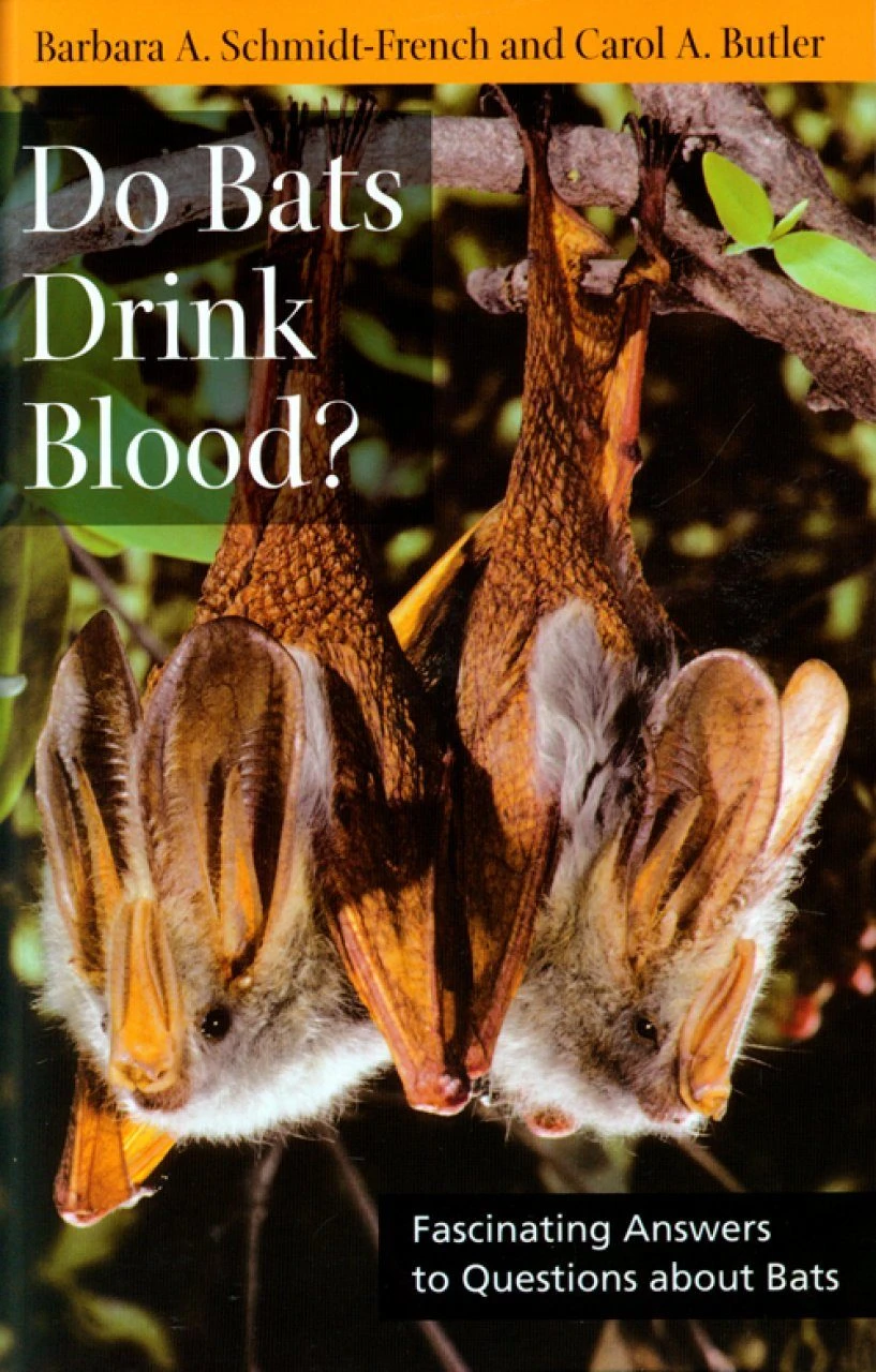 Do Bats Drink Blood? 3 Do Bats Drink Blood?