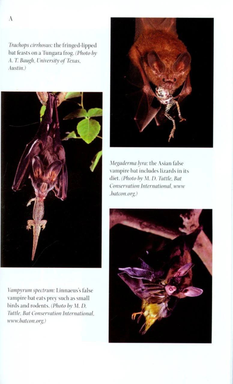 Do Bats Drink Blood? 4 Do Bats Drink Blood? - Image 2