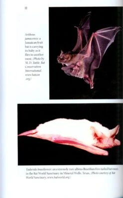 Do Bats Drink Blood? 9 Do Bats Drink Blood? -Wildlife Professional Books 181257 2