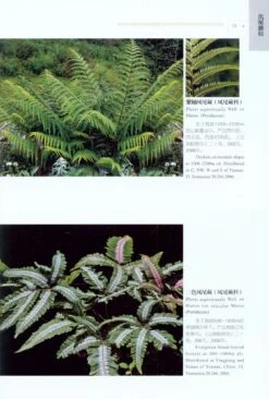 Native Ferns And Fern Allies Of Yunnan China In Colour [English / Chinese] -Wildlife Professional Books 184669 3