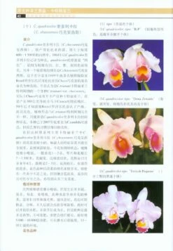 Cattleya Species Orchidacearum [Chinese] -Wildlife Professional Books 184725 2