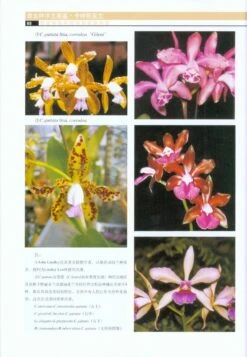 Cattleya Species Orchidacearum [Chinese] -Wildlife Professional Books 184725 3