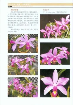 Cattleya Species Orchidacearum [Chinese] -Wildlife Professional Books 184725 4