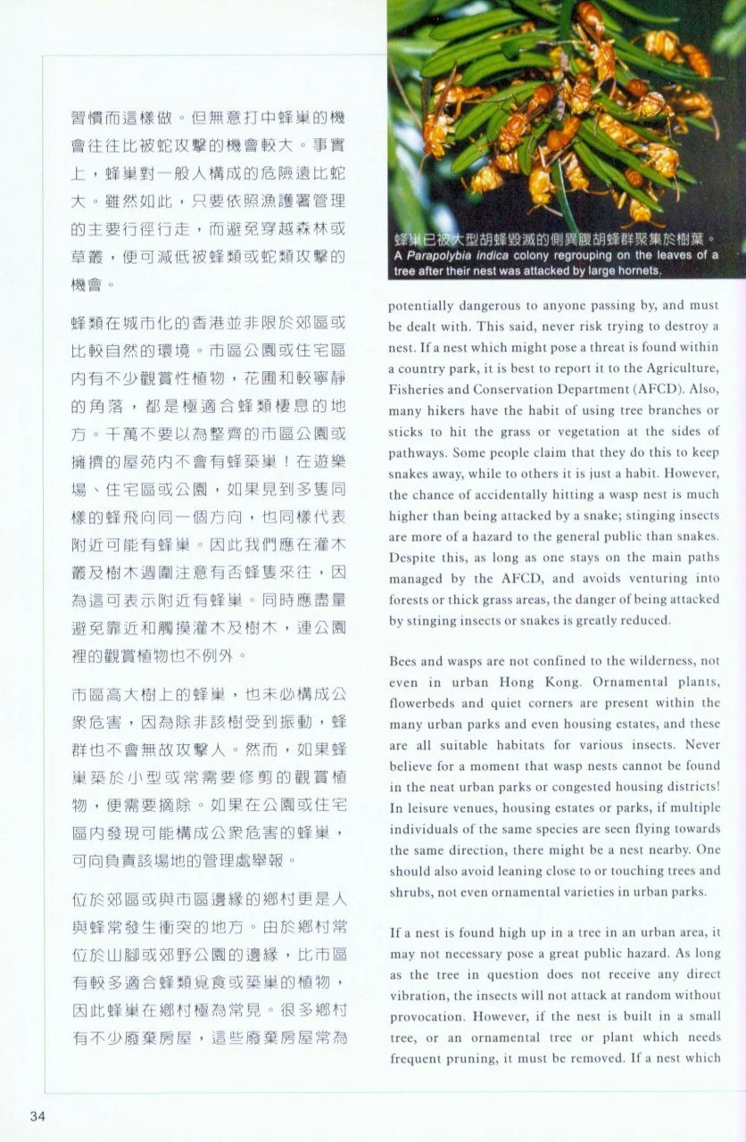 Potentially Dangerous Bees And Wasps Of Hong Kong 4 Potentially Dangerous Bees And Wasps Of Hong Kong - Image 2