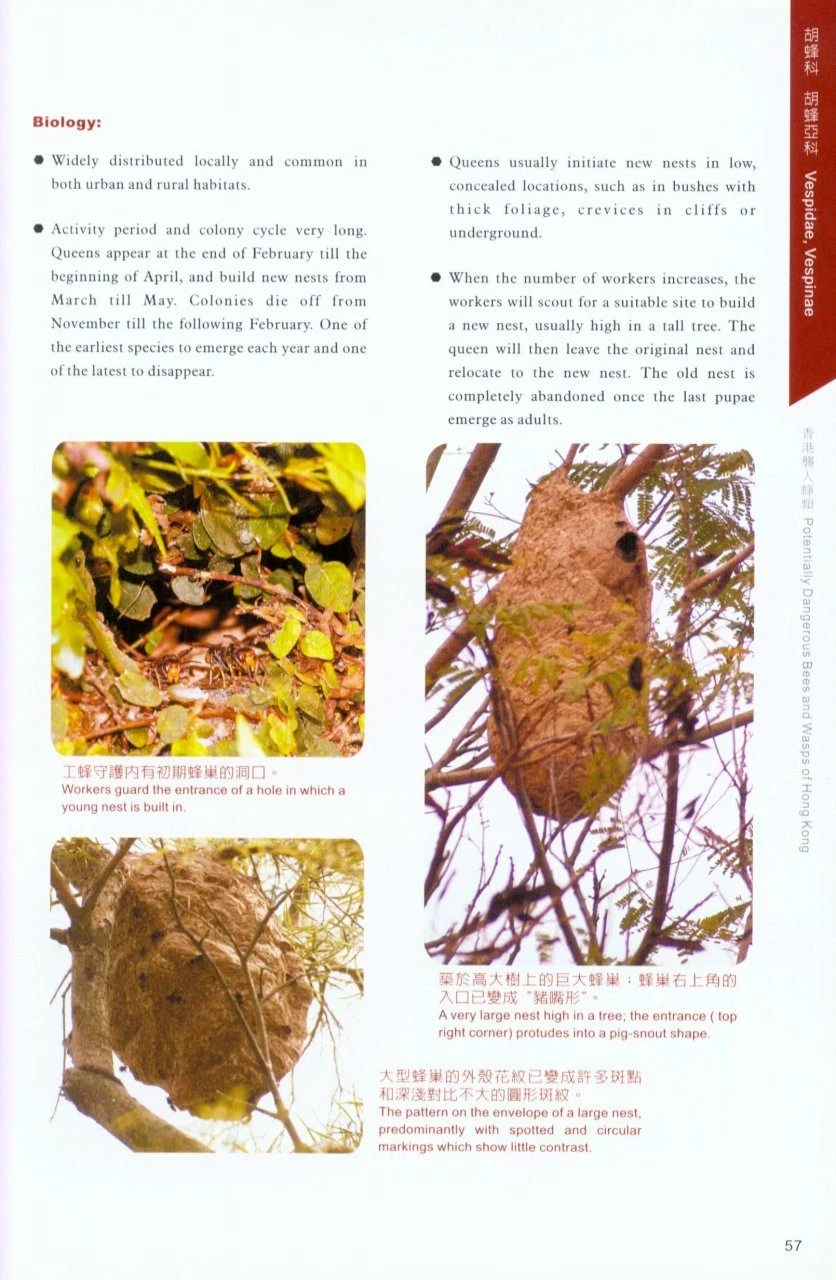 Potentially Dangerous Bees And Wasps Of Hong Kong 5 Potentially Dangerous Bees And Wasps Of Hong Kong - Image 3