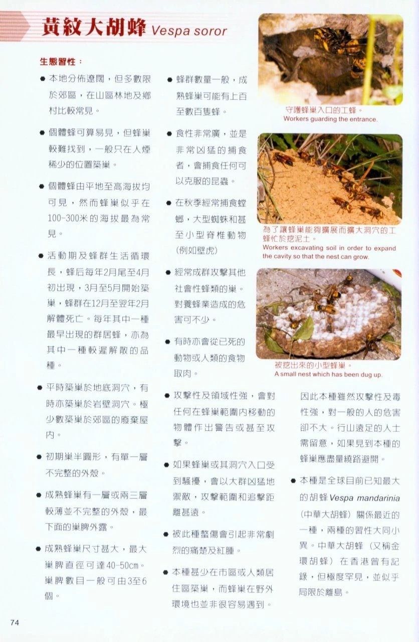 Potentially Dangerous Bees And Wasps Of Hong Kong 6 Potentially Dangerous Bees And Wasps Of Hong Kong - Image 4