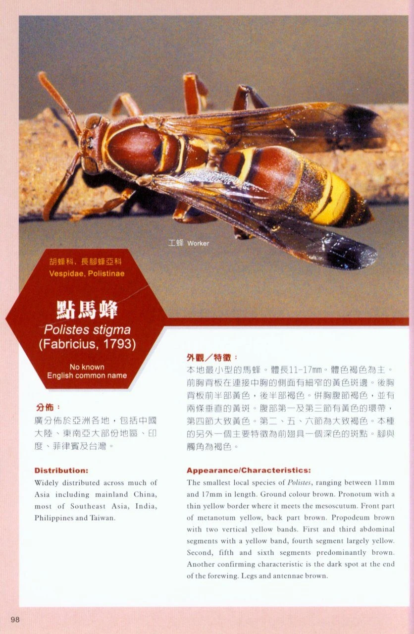 Potentially Dangerous Bees And Wasps Of Hong Kong 7 Potentially Dangerous Bees And Wasps Of Hong Kong - Image 5
