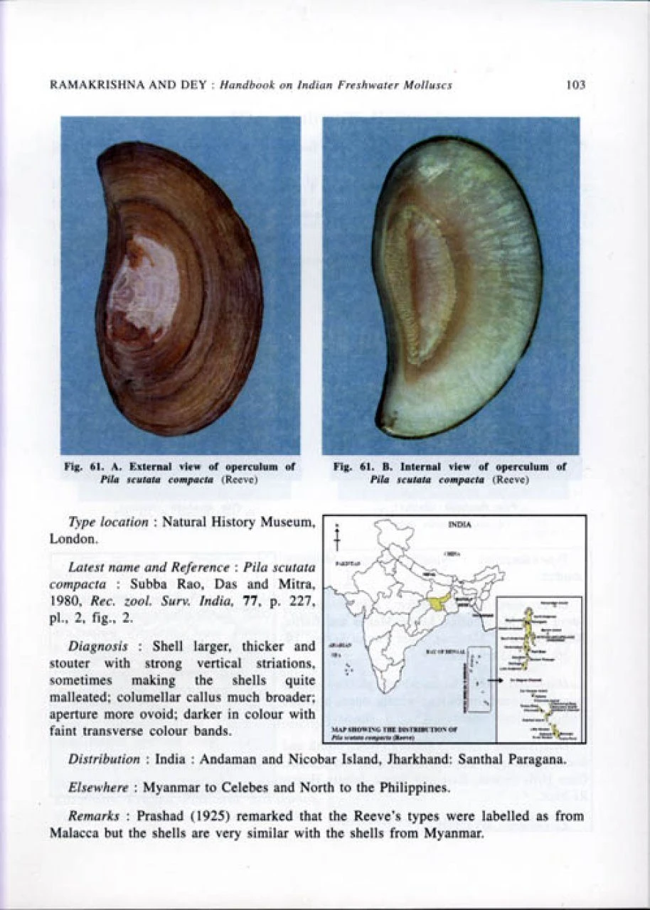 Handbook On Indian Freshwater Molluscs 4 Handbook On Indian Freshwater Molluscs - Image 2