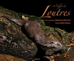 A L'Affut Des Loutres [On The Lookout For Otters]