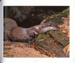 A L'Affut Des Loutres [On The Lookout For Otters] -Wildlife Professional Books 186086 2