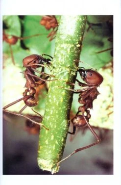 The Leafcutter Ants 8 The Leafcutter Ants -Wildlife Professional Books 186501 1