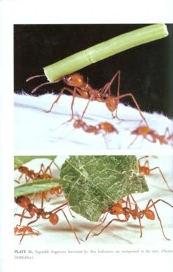 The Leafcutter Ants 9 The Leafcutter Ants -Wildlife Professional Books 186501 2