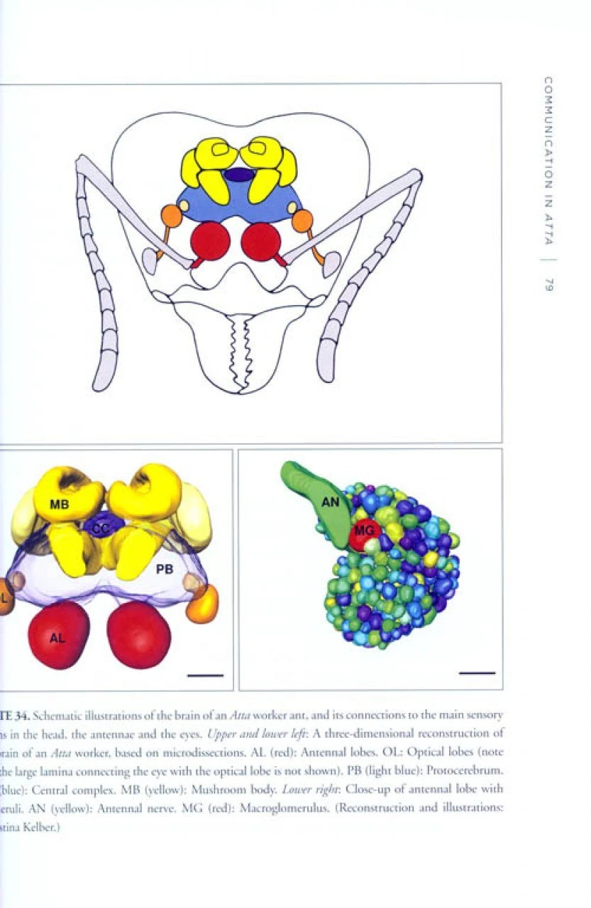 The Leafcutter Ants 6 The Leafcutter Ants - Image 4