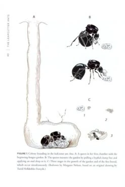 The Leafcutter Ants 11 The Leafcutter Ants -Wildlife Professional Books 186501 4