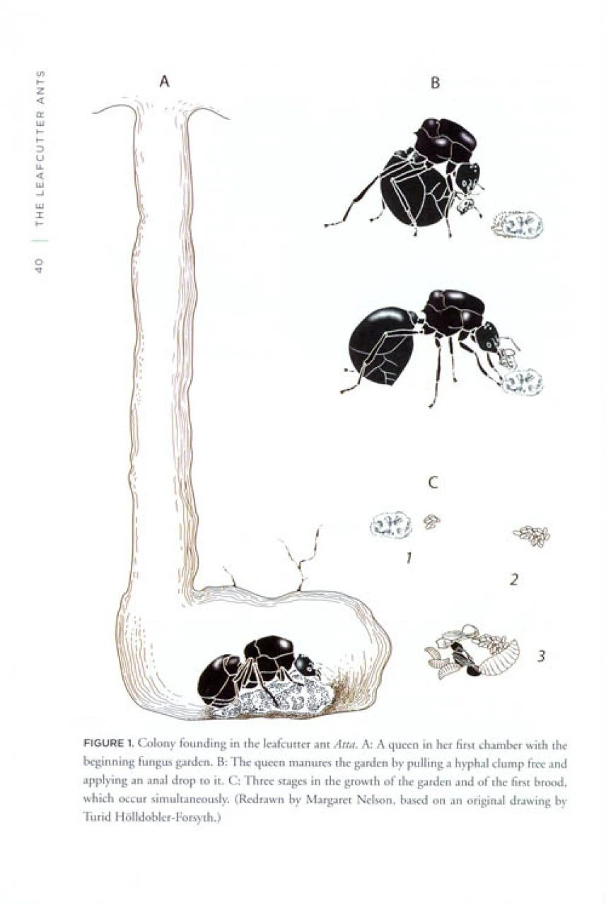 The Leafcutter Ants 7 The Leafcutter Ants - Image 5