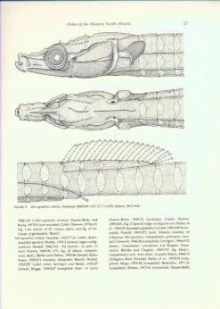Fishes Of The Western North Atlantic, Part 8 12 Fishes Of The Western North Atlantic, Part 8 -Wildlife Professional Books 186523 2