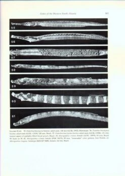 Fishes Of The Western North Atlantic, Part 8 15 Fishes Of The Western North Atlantic, Part 8 -Wildlife Professional Books 186523 5
