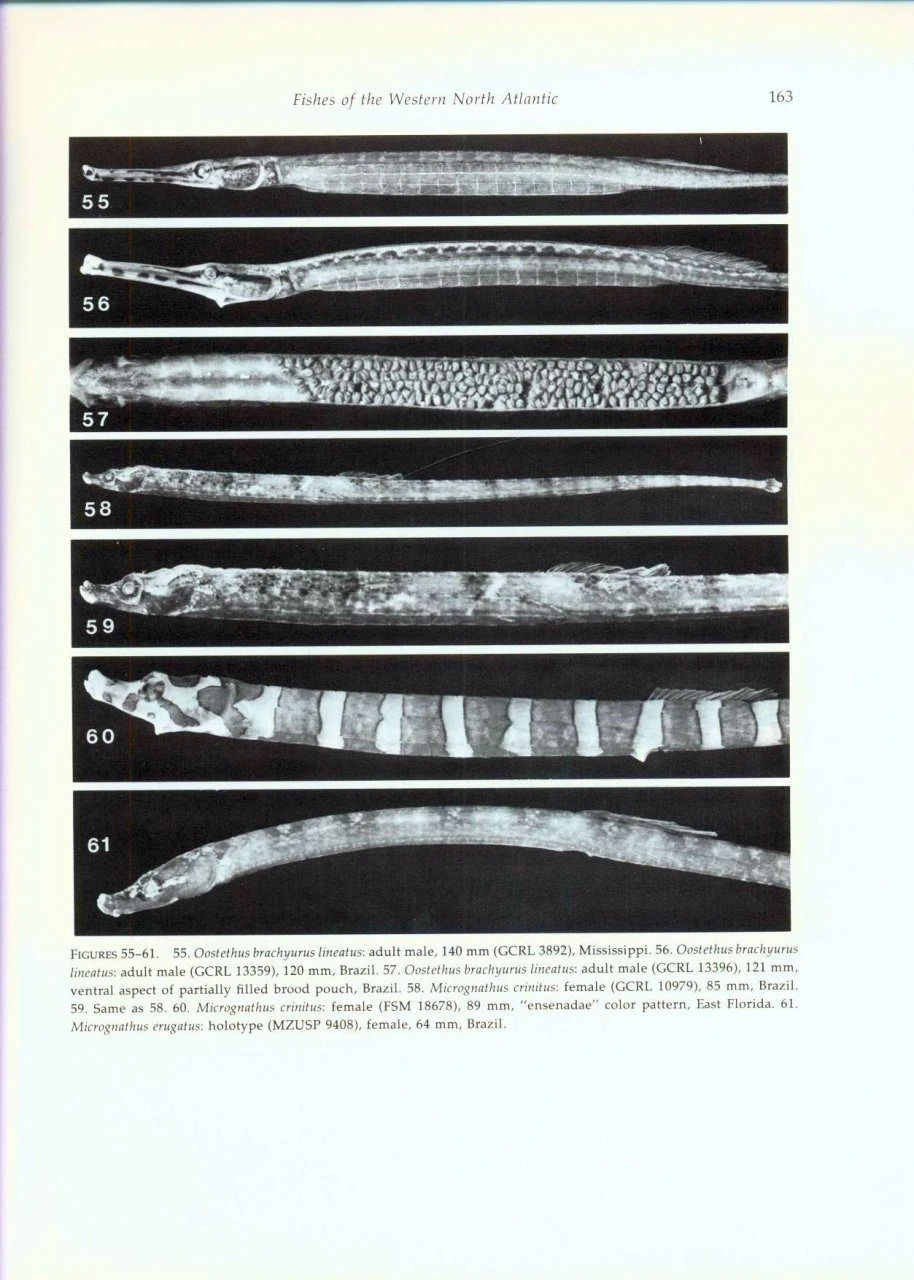 Fishes Of The Western North Atlantic, Part 8 8 Fishes Of The Western North Atlantic, Part 8 - Image 6