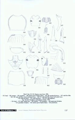 Faune De Madagascar, Fasc. 93 - Insecta Coleoptera Tenebrionidae 9 Faune De Madagascar, Fasc. 93 - Insecta Coleoptera Tenebrionidae -Wildlife Professional Books 186753 2