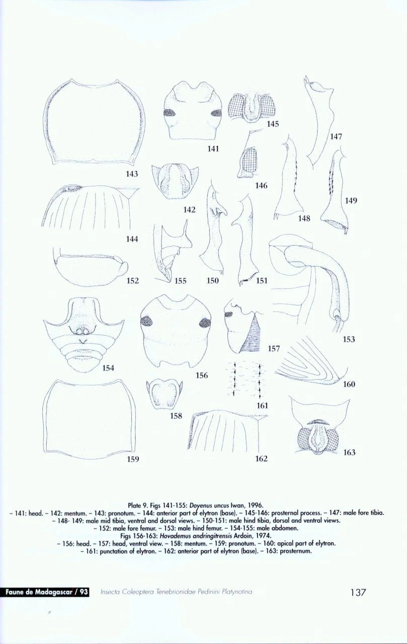 Faune De Madagascar, Fasc. 93 - Insecta Coleoptera Tenebrionidae 5 Faune De Madagascar, Fasc. 93 - Insecta Coleoptera Tenebrionidae - Image 3
