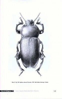 Faune De Madagascar, Fasc. 93 - Insecta Coleoptera Tenebrionidae 10 Faune De Madagascar, Fasc. 93 - Insecta Coleoptera Tenebrionidae -Wildlife Professional Books 186753 3