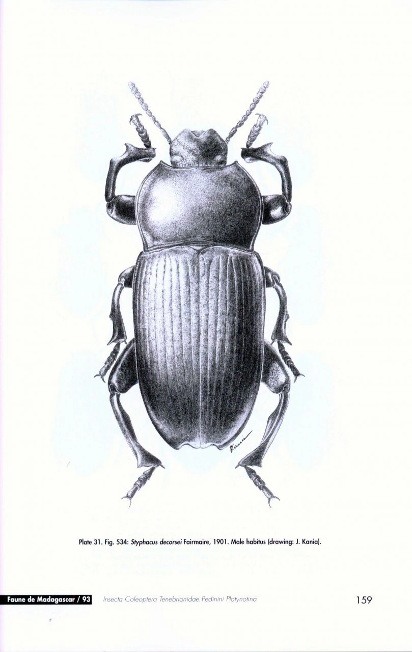 Faune De Madagascar, Fasc. 93 - Insecta Coleoptera Tenebrionidae 6 Faune De Madagascar, Fasc. 93 - Insecta Coleoptera Tenebrionidae - Image 4