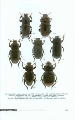 Faune De Madagascar, Fasc. 93 - Insecta Coleoptera Tenebrionidae 11 Faune De Madagascar, Fasc. 93 - Insecta Coleoptera Tenebrionidae -Wildlife Professional Books 186753 4