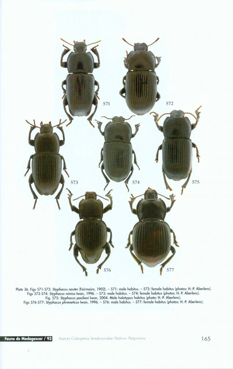 Faune De Madagascar, Fasc. 93 - Insecta Coleoptera Tenebrionidae 7 Faune De Madagascar, Fasc. 93 - Insecta Coleoptera Tenebrionidae - Image 5