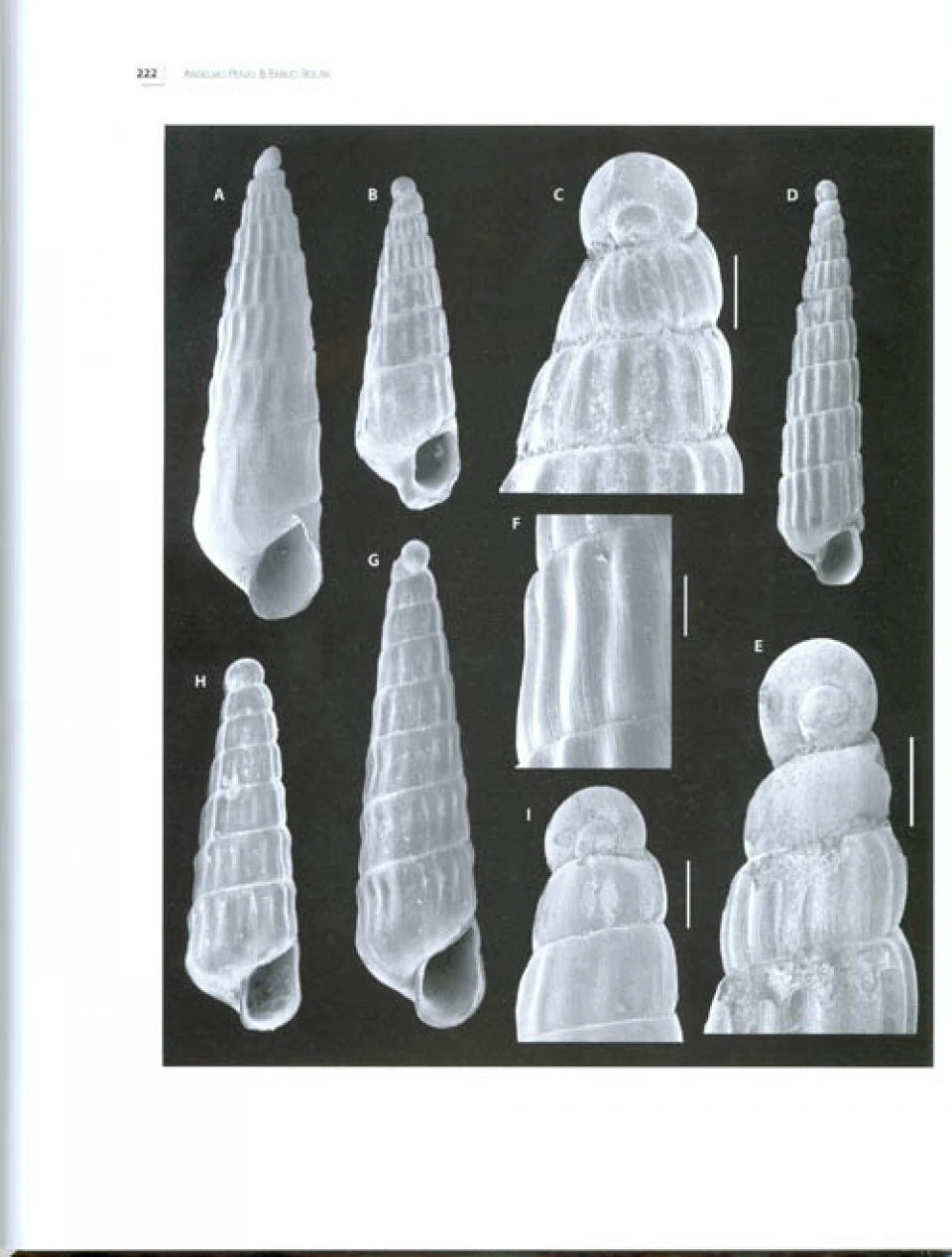 Tropical Deep-Sea Benthos, Volume 26 4 Tropical Deep-Sea Benthos, Volume 26 - Image 2