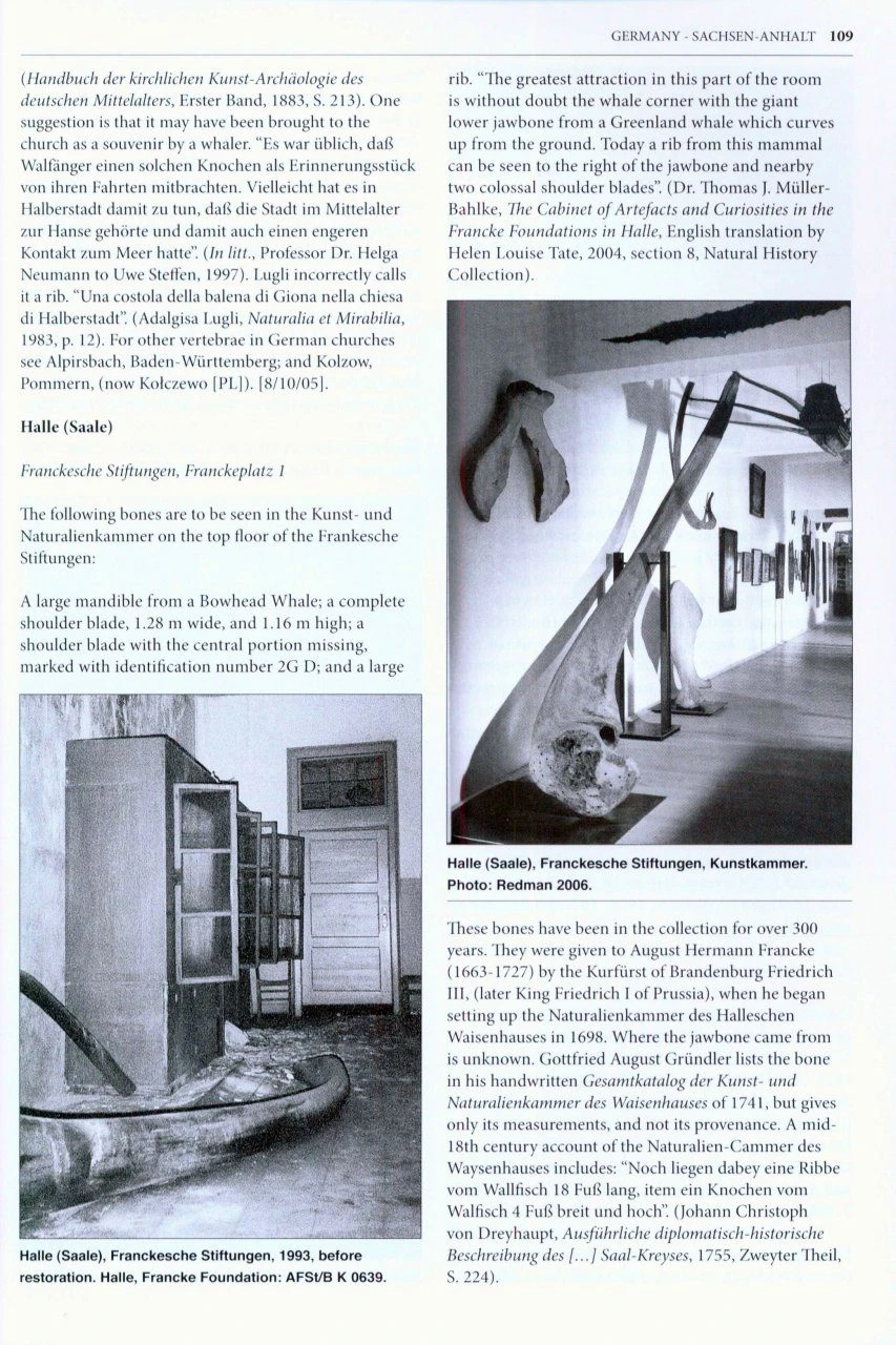 Whales' Bones Of Germany, Austria, Czech Republic & Switzerland 6 Whales' Bones Of Germany, Austria, Czech Republic & Switzerland - Image 4