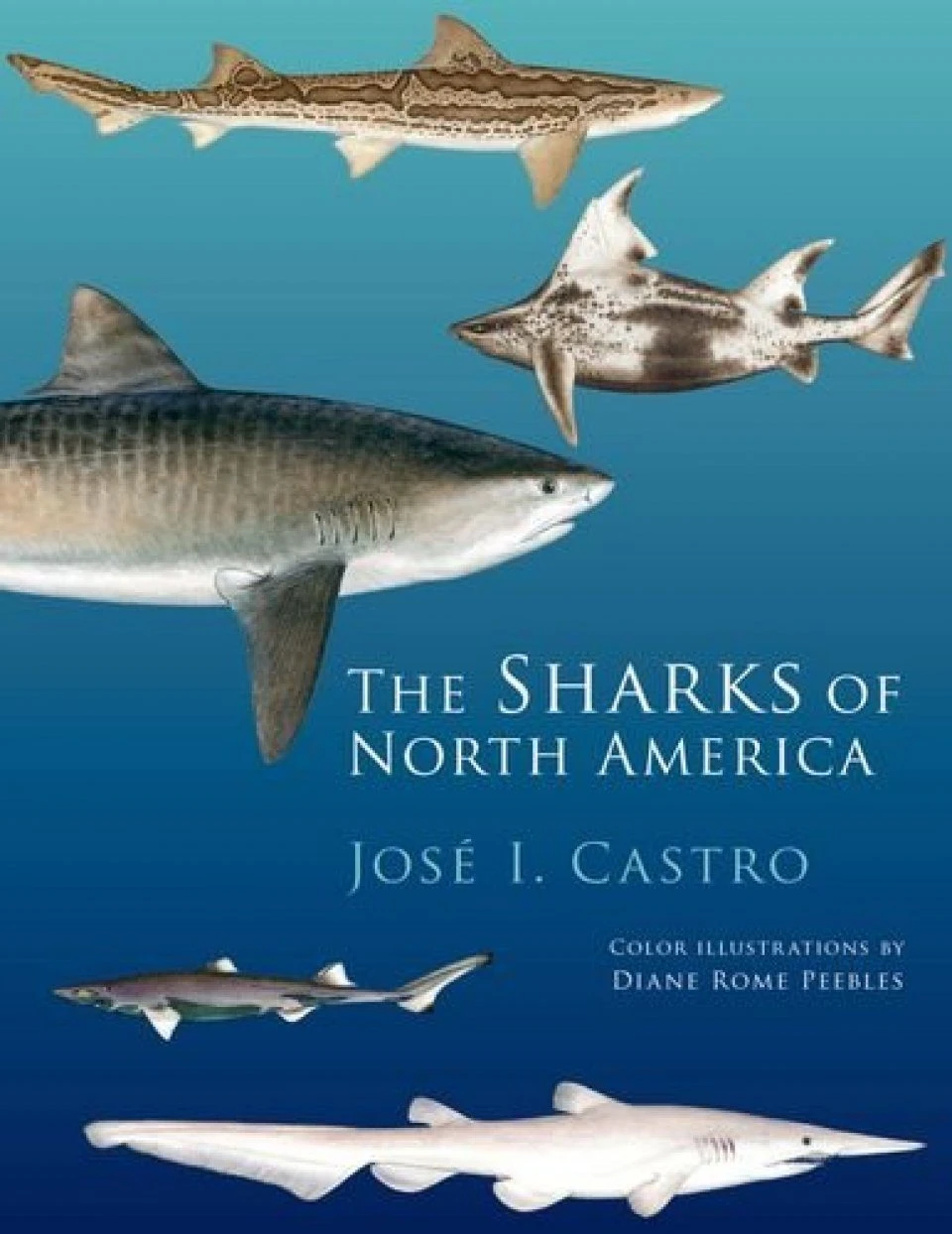 The Sharks Of North America 3 The Sharks Of North America