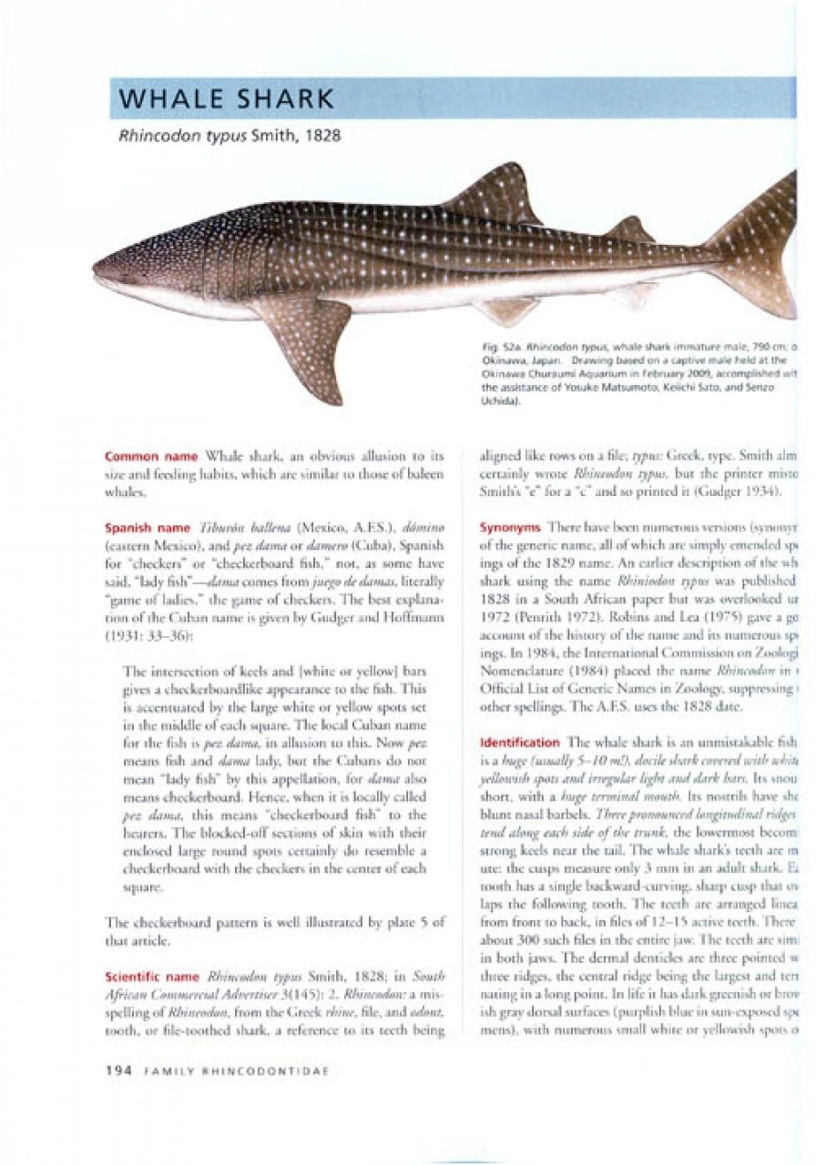 The Sharks Of North America 4 The Sharks Of North America - Image 2