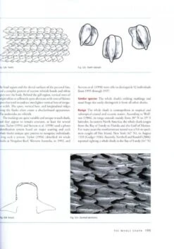 The Sharks Of North America 9 The Sharks Of North America -Wildlife Professional Books 187424 2