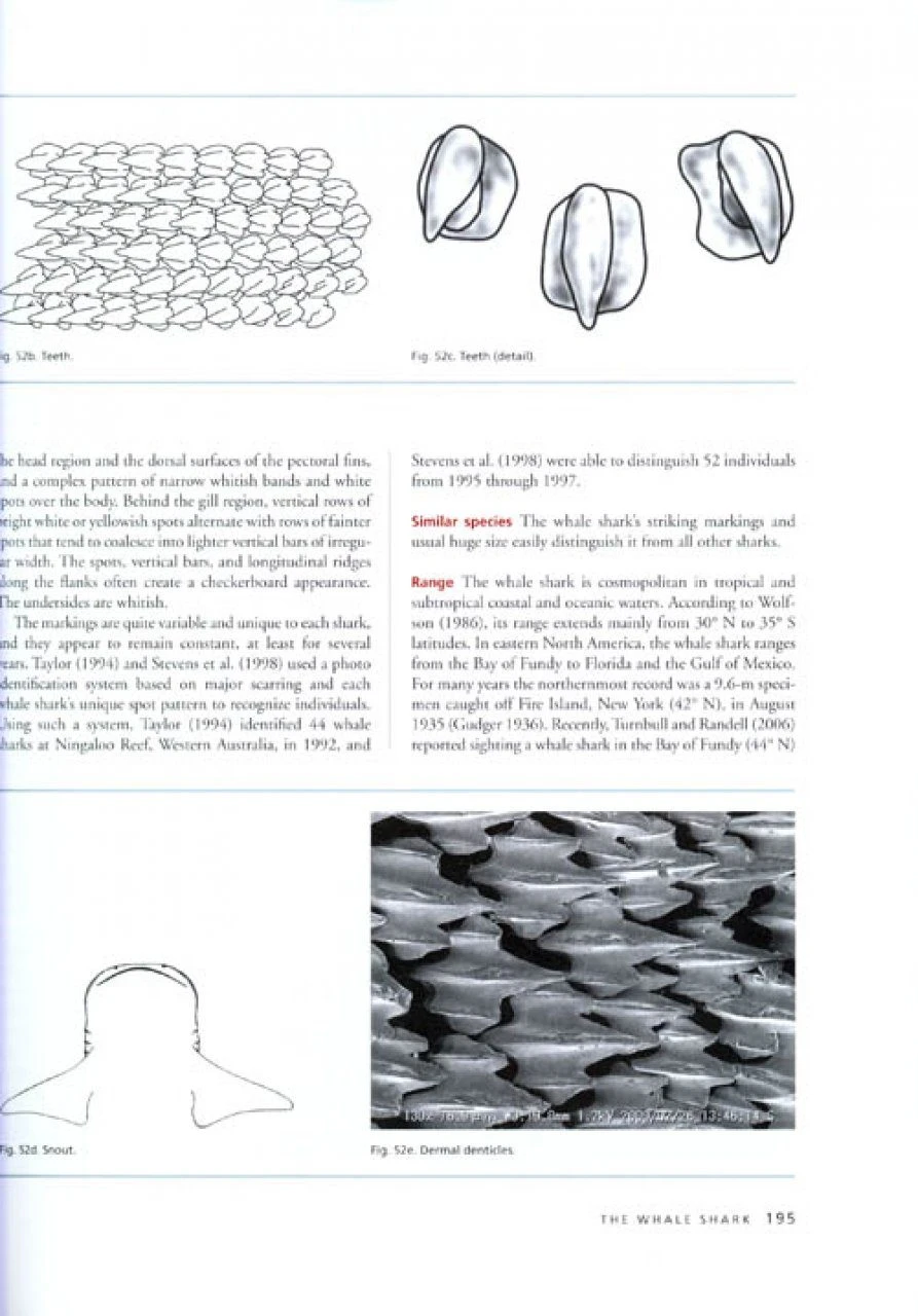 The Sharks Of North America 5 The Sharks Of North America - Image 3