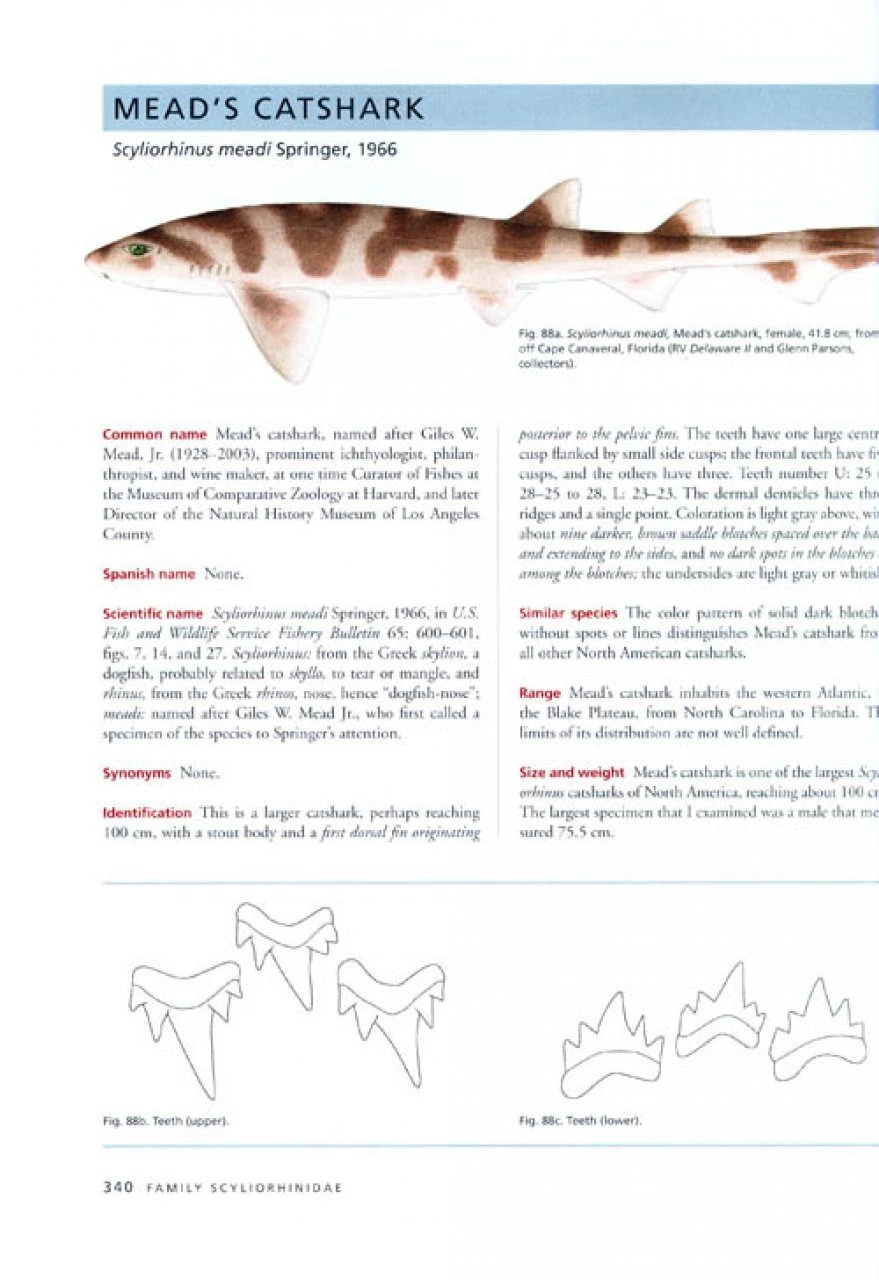 The Sharks Of North America 6 The Sharks Of North America - Image 4