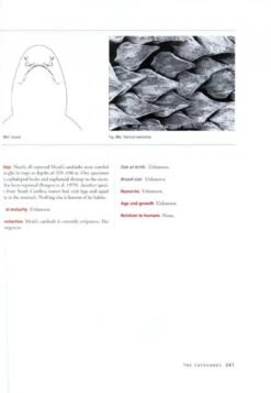 The Sharks Of North America 11 The Sharks Of North America -Wildlife Professional Books 187424 4