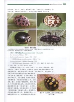 Chinese Lady Beetles [Chinese] -Wildlife Professional Books 187900 2