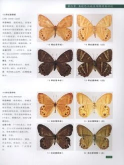 Atlas Of Butterflies Of MT. Qinling-Bashan In China [Chinese] -Wildlife Professional Books 189517 2