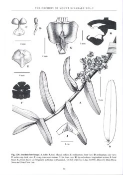 The Orchids Of Mount Kinabalu (2-Volume Set) -Wildlife Professional Books 189548 6