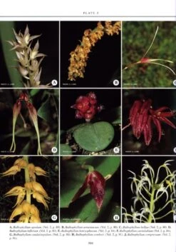 The Orchids Of Mount Kinabalu (2-Volume Set) -Wildlife Professional Books 189548 8