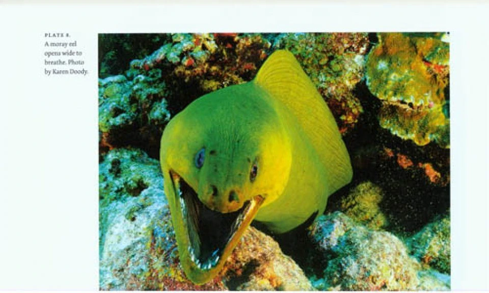 Sex, Drugs, And Sea Slime 4 Sex, Drugs, And Sea Slime - Image 2