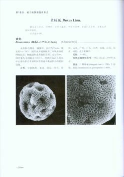 Pollen Flora Of China Woody Plants By SEM [Chinese] -Wildlife Professional Books 189958 1
