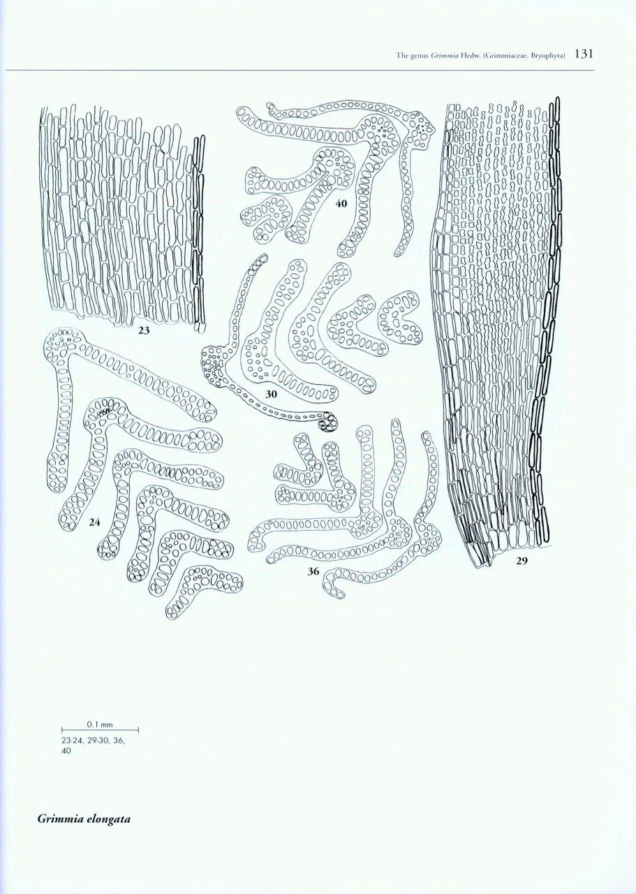 Boissiera, Volume 63: The Genus Grimmia Hedw. (Grimmiaceae, Bryophyta) 5 Boissiera, Volume 63: The Genus Grimmia Hedw. (Grimmiaceae, Bryophyta) - Image 3