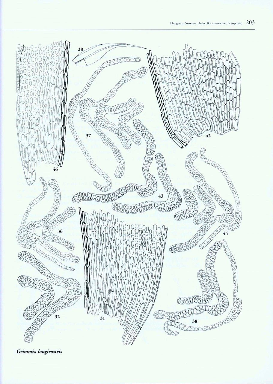 Boissiera, Volume 63: The Genus Grimmia Hedw. (Grimmiaceae, Bryophyta) 6 Boissiera, Volume 63: The Genus Grimmia Hedw. (Grimmiaceae, Bryophyta) - Image 4