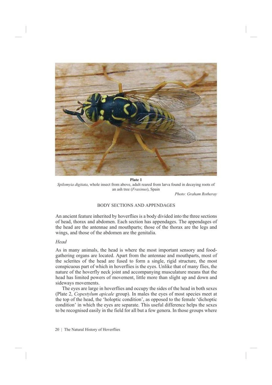 The Natural History Of Hoverflies 4 The Natural History Of Hoverflies - Image 2