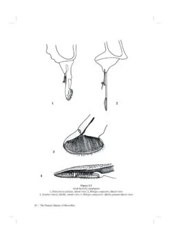 The Natural History Of Hoverflies 7 The Natural History Of Hoverflies -Wildlife Professional Books 190935 2