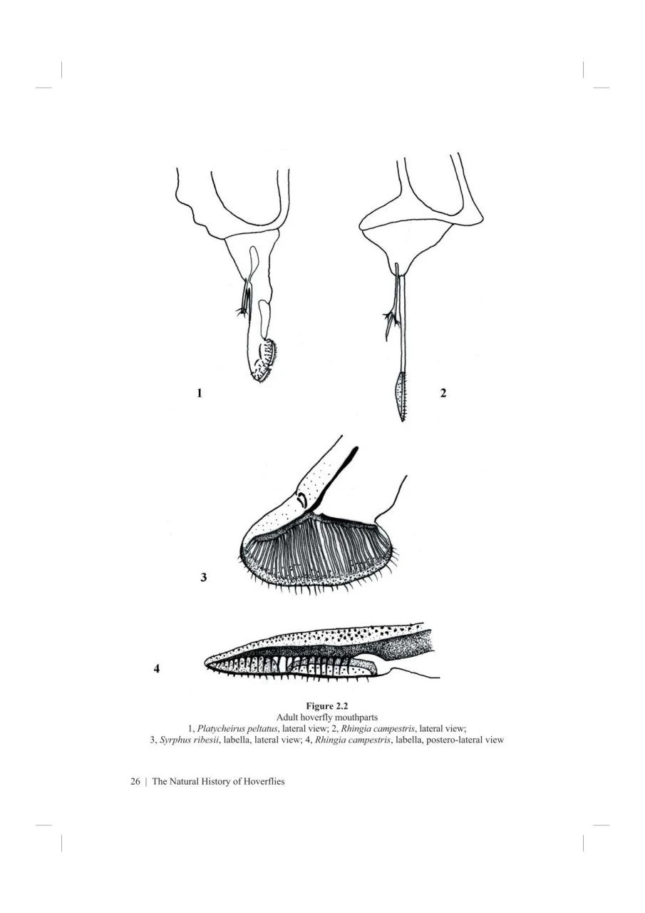 The Natural History Of Hoverflies 5 The Natural History Of Hoverflies - Image 3
